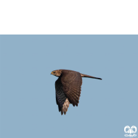 گونه پیغو Levant Sparrowhawk